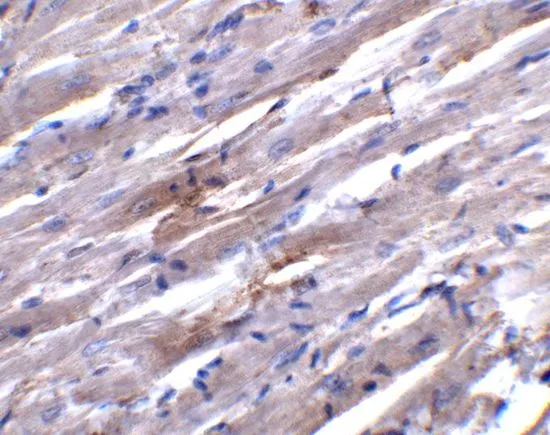 IHC-P analysis of rat heart tissue using GTX31921 PGC1 alpha antibody. Working concentration : 5 microg/ml
