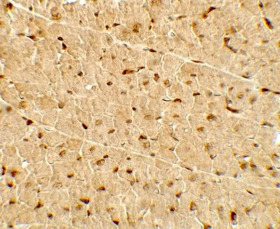 IHC-P analysis of rat heart tissue using GTX31921 PGC1 alpha antibody. Working concentration : 5 microg/ml
