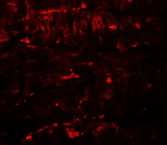 IHC-P analysis of rat heart tissue using GTX31921 PGC1 alpha antibody. Working concentration : 20 microg/ml