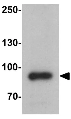 WB analysis of human brain tissue lysate using GTX31923 MFN2 antibody. Working concentration : 1 microg/ml
