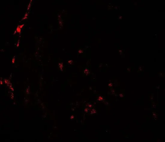 IHC-P analysis of rat testis tissue using GTX31925 HDAC2 antibody. Working concentration : 20 microg/ml