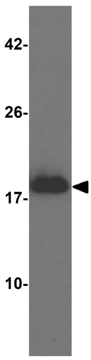 WB analysis of 1 ng human SNCA recombinant protein using GTX31928 alpha Synuclein antibody. Working concentration : 1 microg/ml