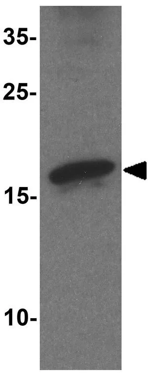 WB analysis of mouse cerebellum tissue lysate using GTX31928 alpha Synuclein antibody. Working concentration : 1 microg/ml