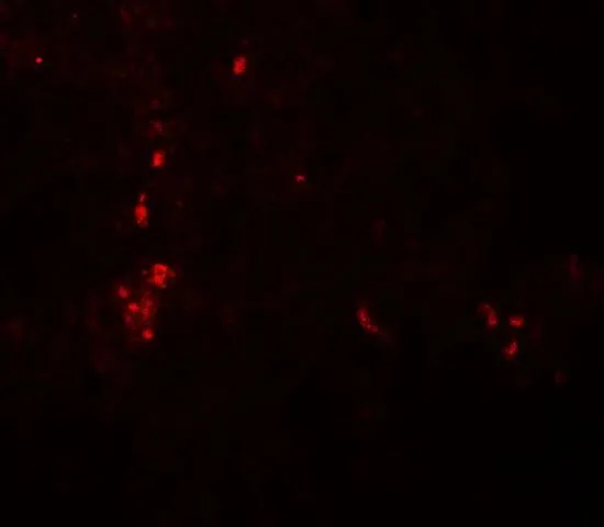 IHC-P analysis of human spleen tissue using GTX31942 ATG4B antibody. Working concentration : 20 microg/ml