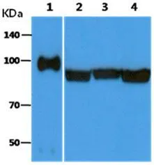 The Recombinant Human GRP94 (25ng) and Cell lysates (40ug) were resolved by SDS-PAGE, transferred to PVDF membrane and probed with anti-human GRP94 antibody (1:3000). Proteins were visualized using a goat anti-mouse secondary antibody conjugated to HRP and an ECL detection system. Lane 1.: Recombinant Human GRP94 Lane 2.: HeLa cell lysate Lane 3.: Jurkat cell lysate Lane 4.: HepG2 cell lysate