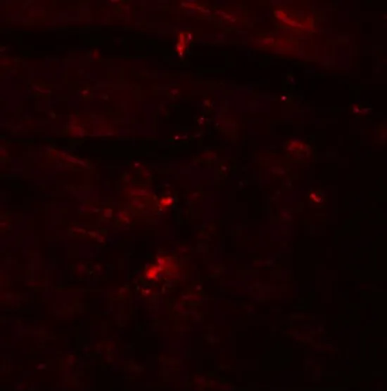 IHC-P analysis of mouse heart tissue using GTX31976 CCDC47 antibody. Working concentration : 20 microg/ml
