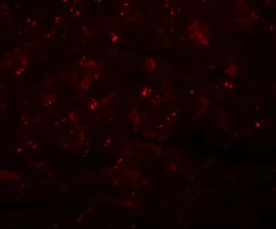 IHC-P analysis of mouse heart tissue using GTX31977 CCDC47 antibody. Working concentration : 20 microg/ml