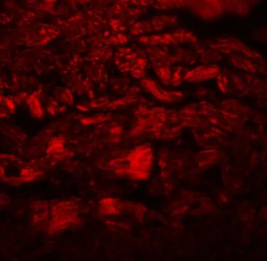 IHC-P analysis of mouse heart tissue using GTX31978 PPAPDC3 antibody. Working concentration : 20 microg/ml IHC-P analysis of mouse heart tissue using GTX31978 PPAPDC3 antibody. Working concentration : 20 microg/ml