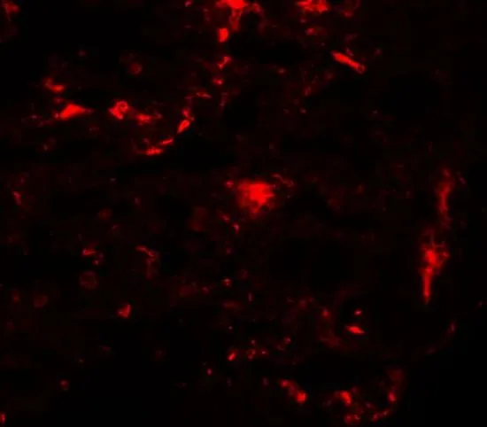 IHC-P analysis of rat lung tissue using GTX31981 REEP2 antibody. Working concentration : 20 microg/ml