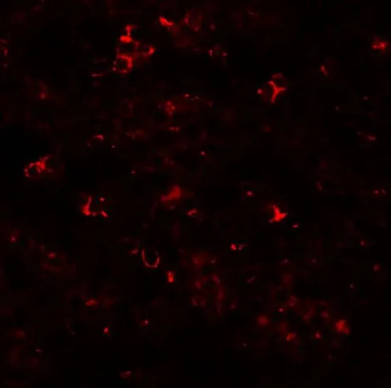 IHC-P analysis of human spleen tissue using GTX31994 SLC39A10 antibody. Working concentration : 20 microg/ml