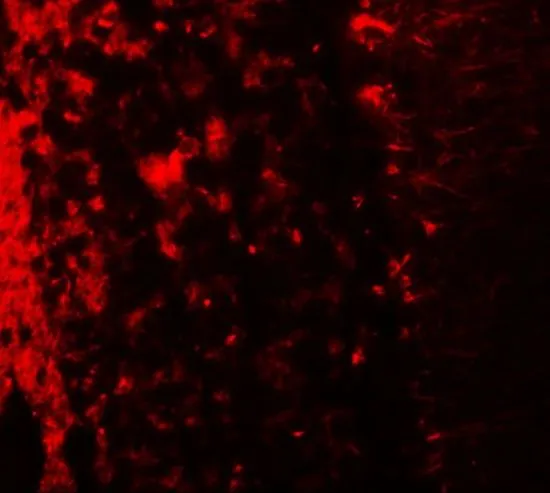IHC-P analysis of human brain tissue using GTX32002 LRRTM2 antibody. Working concentration : 20 microg/ml