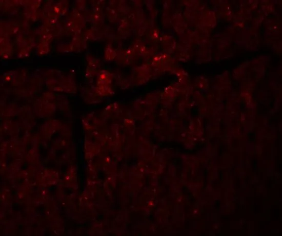 IHC-P analysis of mouse heart tissue using GTX32030 Sec62 antibody. Working concentration : 20 microg/ml
