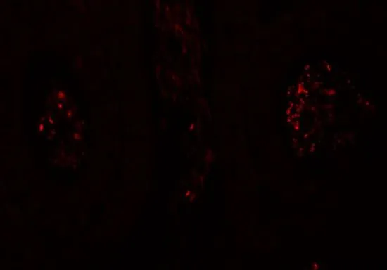 IHC-P analysis of mouse testis tissue using GTX32038 SPATA1 antibody. Working concentration : 20 microg/ml