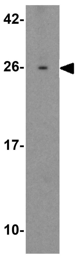 WB analysis of 3T3 cell lysate using GTX32039 SPATA3 antibody. Working concentration : 1 microg/ml