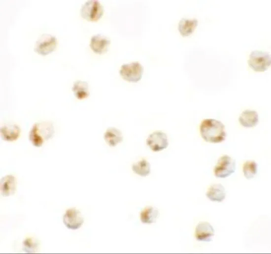 ICC/IF analysis of A549 cells using GTX32042 PRICKLE4 antibody. Working concentration : 5 microg/ml