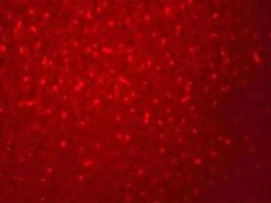 IHC-P analysis of mouse liver tissue using GTX32046 SIVA antibody. Working concentration : 20 microg/ml