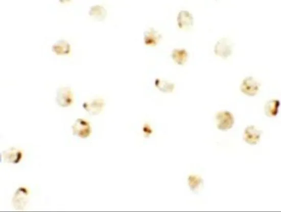 ICC/IF analysis of A-20 cells using GTX32054 IRF2BP2 antibody. Working concentration : 2.5 microg/ml