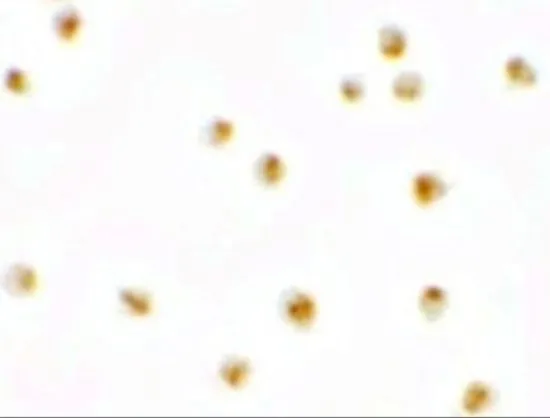 ICC/IF analysis of A-20 cells using GTX32057 C9orf116 antibody. Working concentration : 2.5 microg/ml