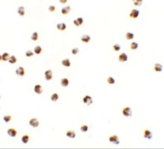 ICC/IF analysis of A-20 cells using GTX32064 YPEL3 antibody. Working concentration : 2.5 microg/ml