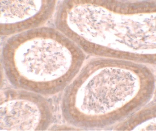 IHC-P analysis of mouse testis tissue using GTX32111 MOSPD1 antibody. Working concentration : 2.5 microg/ml IHC-P analysis of mouse testis tissue using GTX32111 MOSPD1 antibody. Working concentration : 2.5 microg/ml