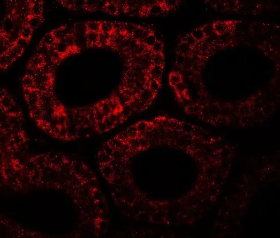 IHC-P analysis of mouse testis tissue using GTX32111 MOSPD1 antibody. Working concentration : 20 microg/ml
