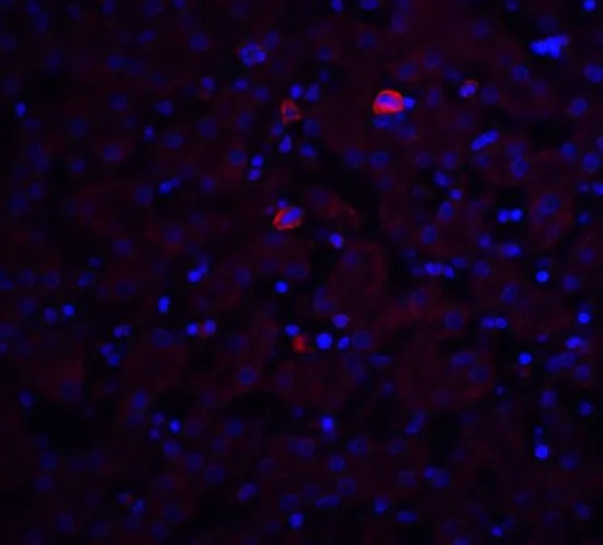 IHC-P analysis of mouse liver tissue using GTX32161 Trophinin antibody. Working concentration : 20 microg/ml