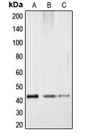 WB analysis of colchicine-treated HepG2 (A), mouse kidney (B), rat kidney (C) whole cell lysates using GTX32165 CREB (phospho Ser121) antibody.