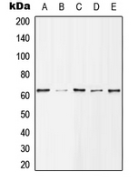 WB analysis of EGF-treated MCF7 (A),Jurkat (B),NIH3T3 (C),mouse spleen (D),EGF-treated H9C2 (E) whole cell lysates using GTX32193 HDAC1 (phospho Ser421) antibody.