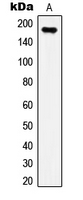 WB analysis of insulin-treated HEK293T (A) whole cell lysates using GTX32202 IRS1 (phospho Ser307) antibody.