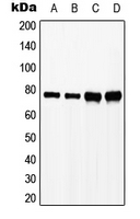 WB analysis of H2O2-treated HeLa (A),Jurkat (B),H2O2-treated Raw264.7 (C),H2O2-treated PC12 (D) whole cell lysates using GTX32209 SLP76 (phospho Tyr128) antibody.
