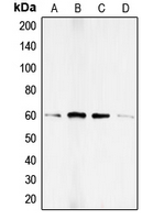 WB analysis of BMP4-treated HEK293T (A), PMA-treated HeLa(B), A673 (C), PC12 (D) whole cell lysates using GTX32213 Smad1 (phospho Ser187) antibody.