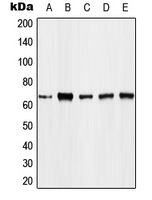 WB analysis of EGF-treated THP1 (A), K562 (B), Jurkat (C), NIH3T3 (D), mouse lung (E) whole cell lysates using GTX32217 FOXO4 (phospho Thr451) antibody. WB analysis of EGF-treated THP1 (A), K562 (B), Jurkat (C), NIH3T3 (D), mouse lung (E) whole cell lysates using GTX32217 FOXO4 (phospho Thr451) antibody.