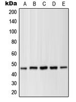 WB analysis of PMA-treated HEK293T (A), UV-treated NIH3T3 (B), C2C12 (C), PMA-treated PC12 (D), C6 (E) whole cell lysates using GTX32248 MEK1 (phospho Thr286) antibody. WB analysis of PMA-treated HEK293T (A), UV-treated NIH3T3 (B), C2C12 (C), PMA-treated PC12 (D), C6 (E) whole cell lysates using GTX32248 MEK1 (phospho Thr286) antibody.