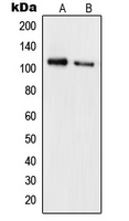 WB analysis of FBS-treated Jurkat (A), HeLa (B) whole cell lysates using GTX32254 Rb (phospho Ser780) antibody.