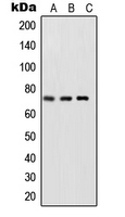 WB analysis of TNFa-treated HeLa (A), LPS-treated NIH3T3 (B), rat brain (C) whole cell lysates using GTX32256 NFkB p65 (phospho Ser468) antibody.