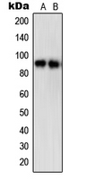 WB analysis of EGF-treated A431 (A), HepG2 (B) whole cell lysates using GTX32268 STAT5A (phospho Ser780) antibody.