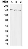 WB analysis of colchicine-treated MCF7 (A), mouse liver (B), PC12 (C) whole cell lysates using GTX32308 APP (phospho Thr743) antibody.