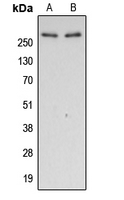 WB analysis of calyculin A-treated HeLa (A), EGF-treated A431 (B) whole cell lysates using GTX32328 Filamin A (phospho Ser2152) antibody.
