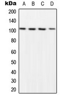 WB analysis of LPS-treated HeLa (A), LPS-treated NIH3T3 (B), LPS-treated Raw264.7 (C), rat kidney (D) whole cell lysates using GTX32341 NFkB p105 (phospho Ser932) antibody.