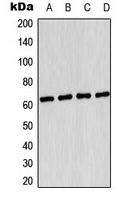 WB analysis of UV-treated HUVEC (A), HeLa (B), SP2/0 (C), PC12 (D) whole cell lysates using GTX32345 AMPK alpha 1 (phospho Ser496) antibody.