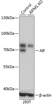 WB analysis of normal (control) and knockout (KO) 293T cell lysate using GTX32428 AIF antibody. Dilution : 1:1000 Loading : 25microg per lane WB analysis of normal (control) and knockout (KO) 293T cell lysate using GTX32428 AIF antibody. Dilution : 1:1000 Loading : 25microg per lane