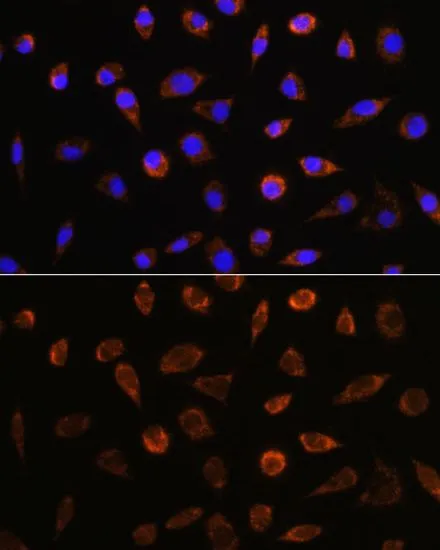 ICC/IF analysis of L929 cells using GTX32428 AIF antibody. Blue : DAPI Dilution : 1:100