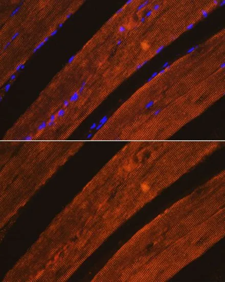 IHC-P analysis of mouse skeletal muscle tissue using GTX32428 AIF antibody. Blue : DAPI Dilution : 1:100