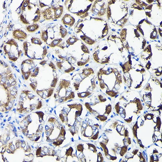 IHC-P analysis of mouse stomach tissue using GTX32428 AIF antibody. Dilution : 1:50