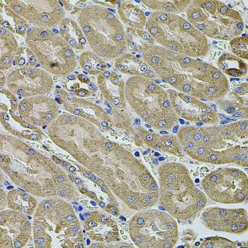 IHC-P analysis of mouse kidney tissue using GTX32445 Annexin A8 like 2 antibody. Dilution : 1:100