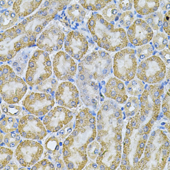 IHC-P analysis of mouse kidney tissue using GTX32449 AP2A1 antibody. Dilution : 1:100