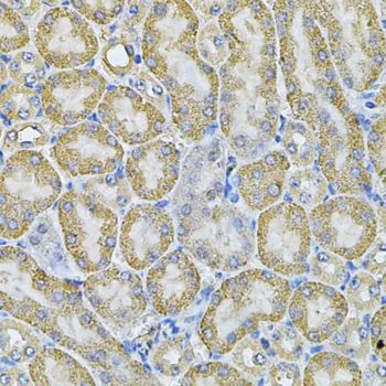 IHC-P analysis of mouse kidney tissue using GTX32449 AP2A1 antibody. Dilution : 1:100