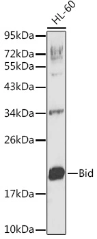WB analysis of HL-60 cell lysate using GTX32471 Bid antibody. Loading : 25microg per lane WB analysis of HL-60 cell lysate using GTX32471 Bid antibody. Loading : 25microg per lane