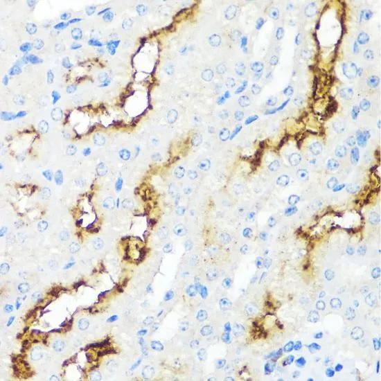 IHC-P analysis of mouse kidney tissue using GTX32493 CD10 antibody. Dilution : 1:100