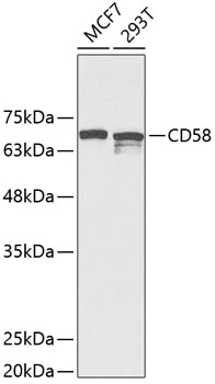 WB analysis of various sample lysates using GTX32503 CD58 antibody. Dilution : 1:1000 Loading : 25microg per lane WB analysis of various sample lysates using GTX32503 CD58 antibody. Dilution : 1:1000 Loading : 25microg per lane